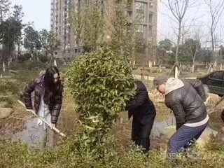 植树节全体植树去了 植树节全体植树去了